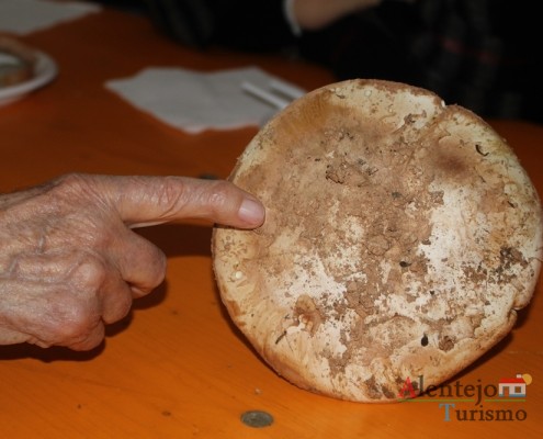 Cogumelos; Silarca ou tortulho (Amanita Ponderosa) – gastronomia – Alentejo - AlentejoTurismo
