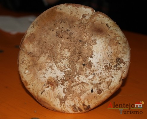 Cogumelos; Silarca ou tortulho (Amanita Ponderosa) – gastronomia – Alentejo - AlentejoTurismo