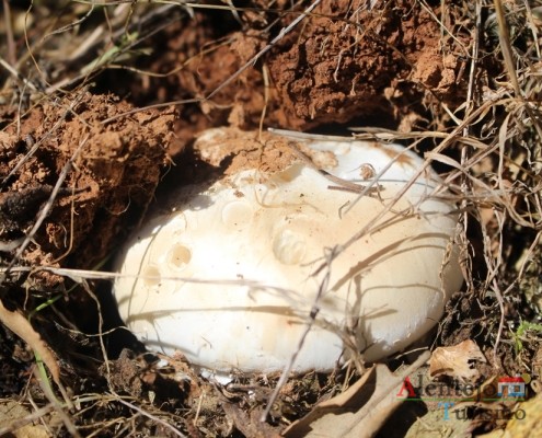 Cogumelos; Silarca ou tortulho (Amanita Ponderosa) – gastronomia – Alentejo - AlentejoTurismo
