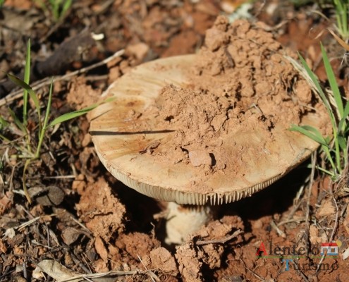 Cogumelos; Silarca ou tortulho (Amanita Ponderosa) – gastronomia – Alentejo - AlentejoTurismo