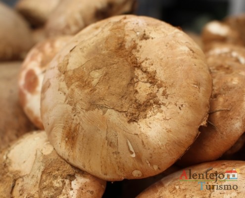 Cogumelos; Silarca ou tortulho (Amanita Ponderosa) – gastronomia – Alentejo - AlentejoTurismo