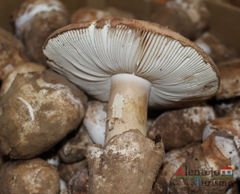 Cogumelos; Silarca ou tortulho (Amanita Ponderosa) – gastronomia – Alentejo - AlentejoTurismo