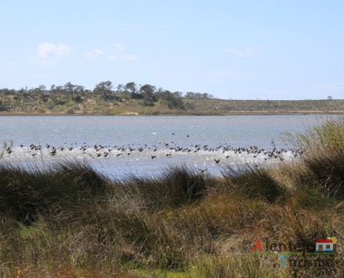 Lagoa de Santo André; Concelho de Santiago do Cacém; Alentejo; Portugal; AlentejoTurismo