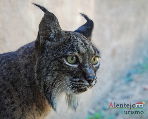 Lince_ibérico (Lynx pardinus); Alentejo; Portugal; AlentejoTurismo