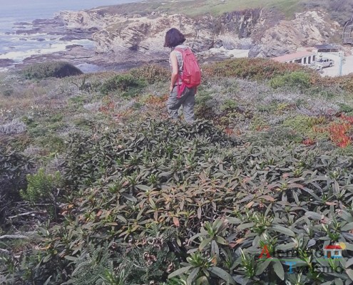 A esteva, uma valente solitária; Flora e Vegetação; Alentejo; Portugal