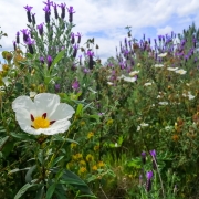 45 - Exposição das fotografias concorrentes: “Olhar a primavera, no Alentejo”; I Concurso Fotográfico AlentejoTurismo