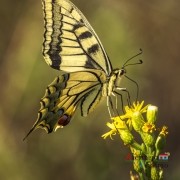 Exposição das fotografias concorrentes: “Olhar a primavera, no Alentejo”; I Concurso Fotográfico AlentejoTurismo