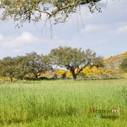 57 - Exposição das fotografias concorrentes: “Olhar a primavera, no Alentejo”; I Concurso Fotográfico AlentejoTurismo