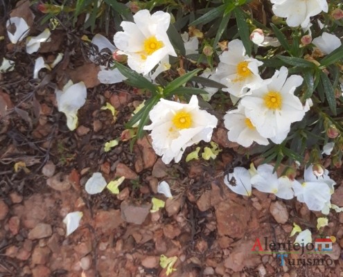 A esteva, uma valente solitária; Flora e Vegetação; Alentejo; Portugal