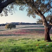 11- Exposição das fotografias concorrentes: “Olhar a primavera, no Alentejo”; I Concurso Fotográfico AlentejoTurismo