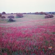 12- Exposição das fotografias concorrentes: “Olhar a primavera, no Alentejo”; I Concurso Fotográfico AlentejoTurismo