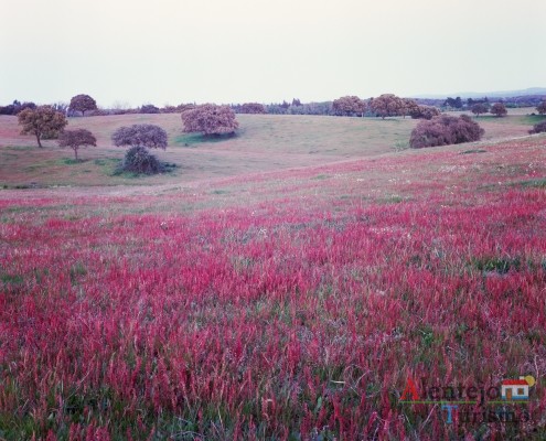 12- Exposição das fotografias concorrentes: “Olhar a primavera, no Alentejo”; I Concurso Fotográfico AlentejoTurismo