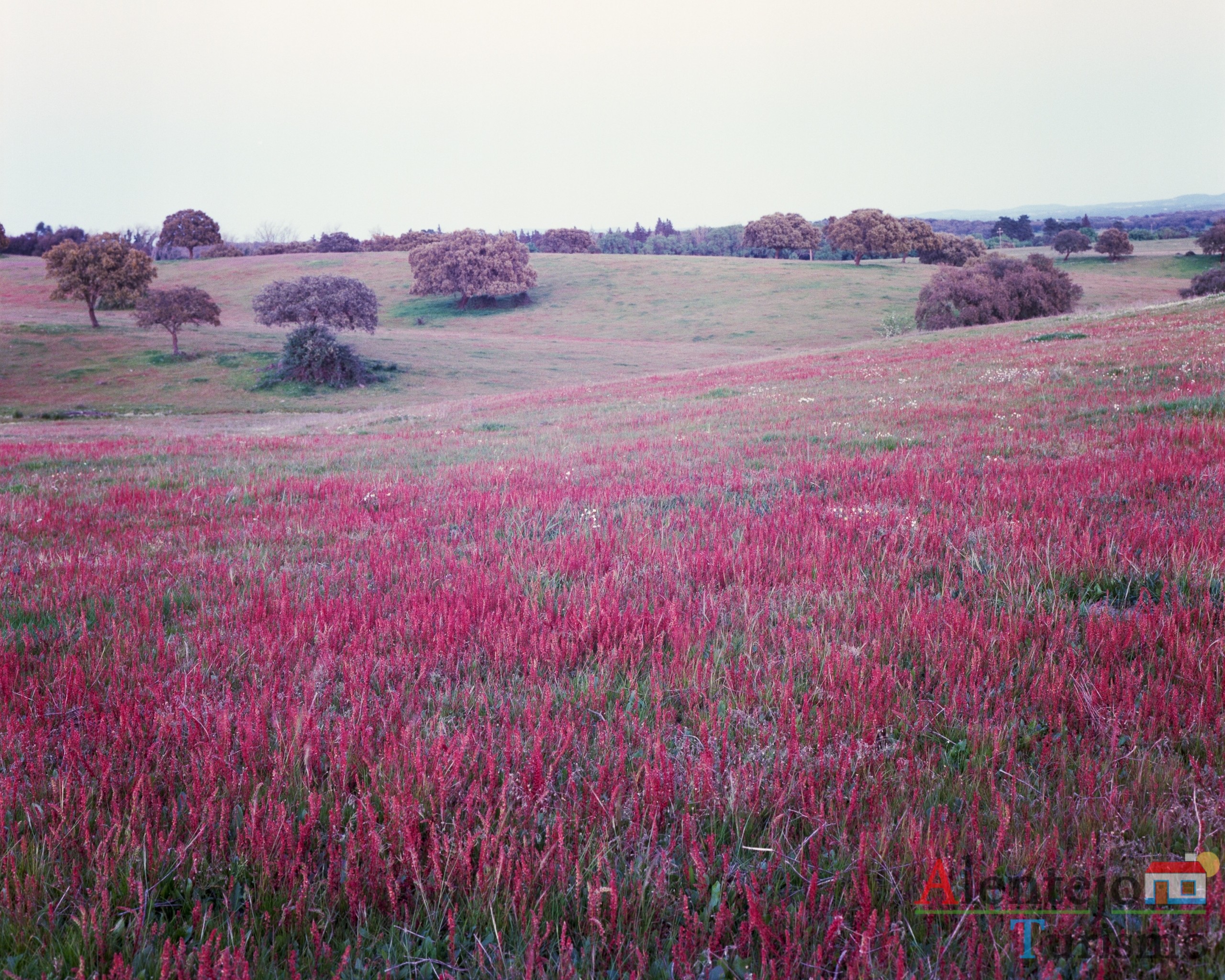 12- Exposição das fotografias concorrentes: “Olhar a primavera, no Alentejo”; I Concurso Fotográfico AlentejoTurismo