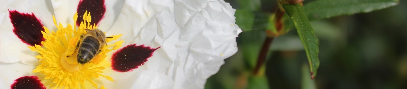 Esteva; Flora e Vegetação; Alentejo; Portugal