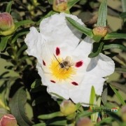 A esteva, uma valente solitária; Flora e Vegetação; Alentejo; Portugal