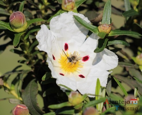 A esteva, uma valente solitária; Flora e Vegetação; Alentejo; Portugal