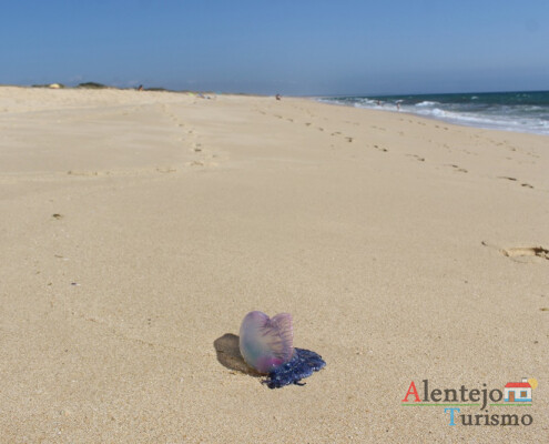 Caravela-portuguesa (Physalia Physalis); praias alentejanas; Alentejo; AlentejoTurismo