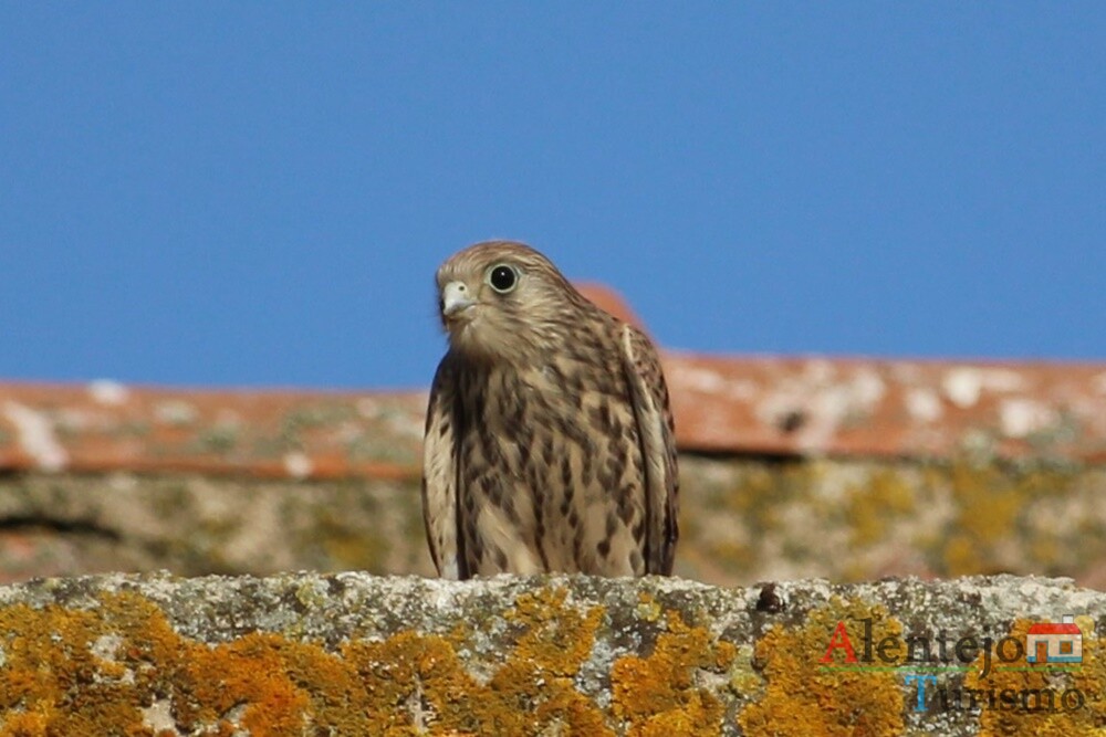Falcão Peneireiro-das-Torres (Falco naumanni)