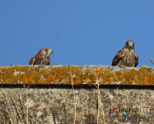 Peneireiro-das-torres (Falco naumanni); Casével; Concelho de Castro Verde; Alentejo