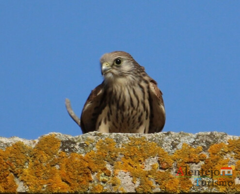 Peneireiro-das-torres (Falco naumanni); Casével; Concelho de Castro Verde; Alentejo